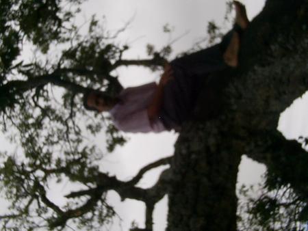 arbre  magic.