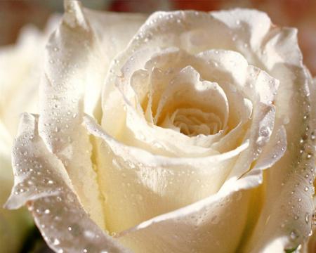 la vie est une rose dont il faut accepter les èpines.
