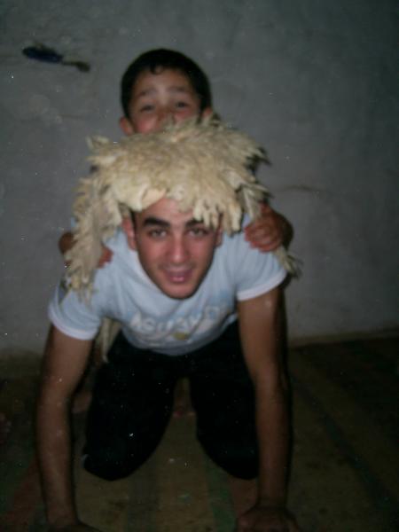 un mouton du rif.